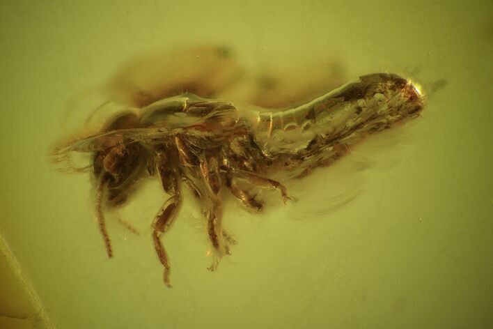 Detailed Fossil Termite (Isoptera) In Baltic Amber #50651